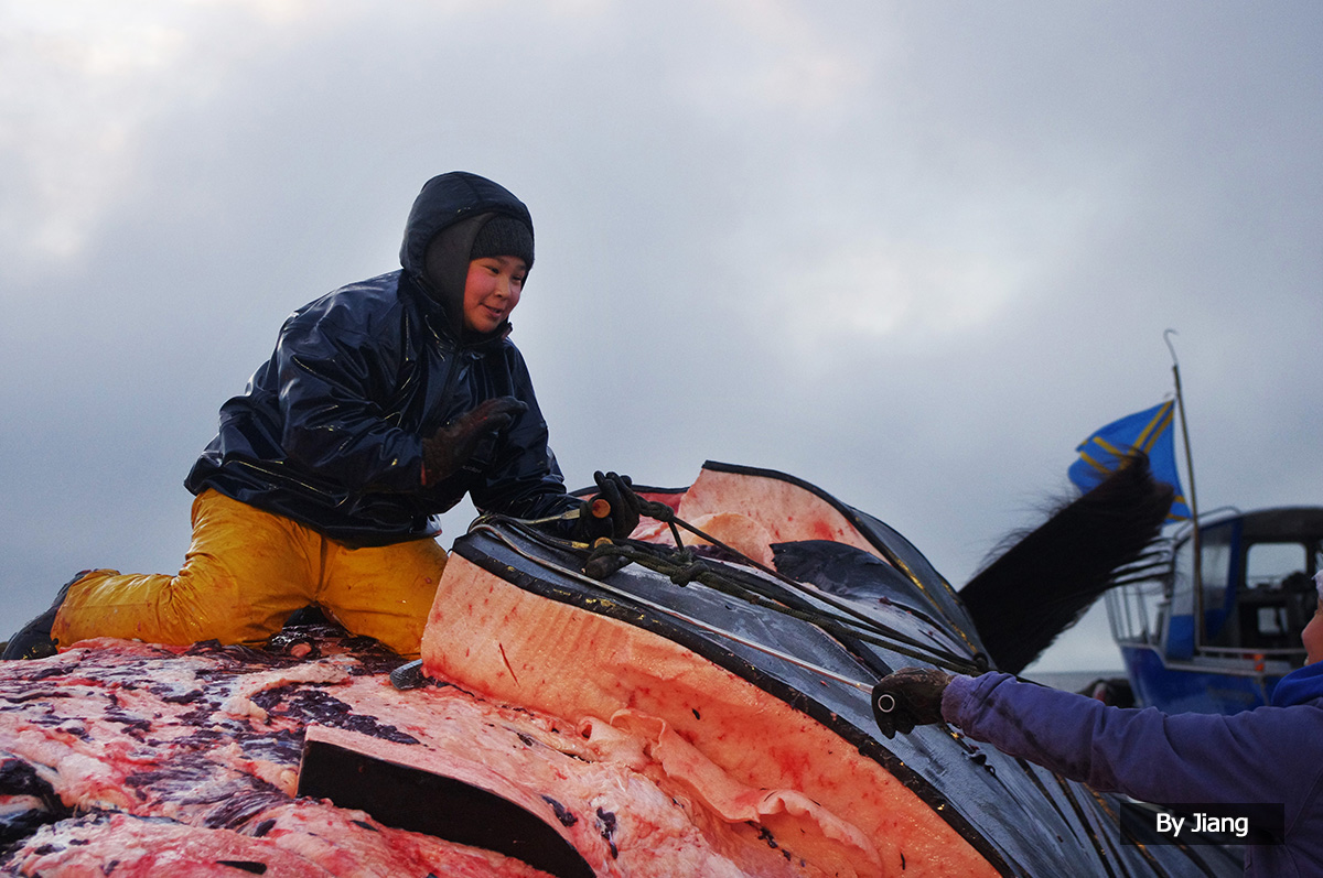 美国两万里—爱斯基摩人与血腥捕鲸现场